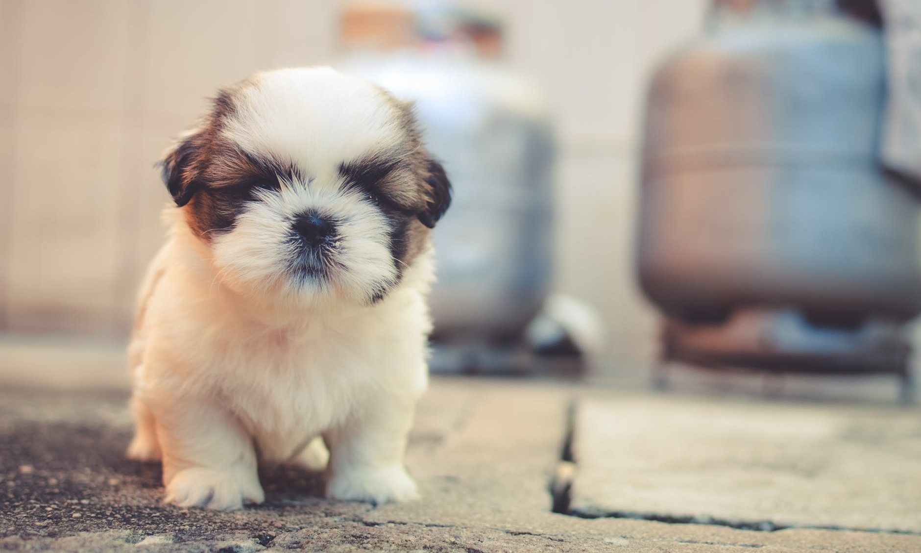 ‘Pawternity leave’ introduced at Cambridge company