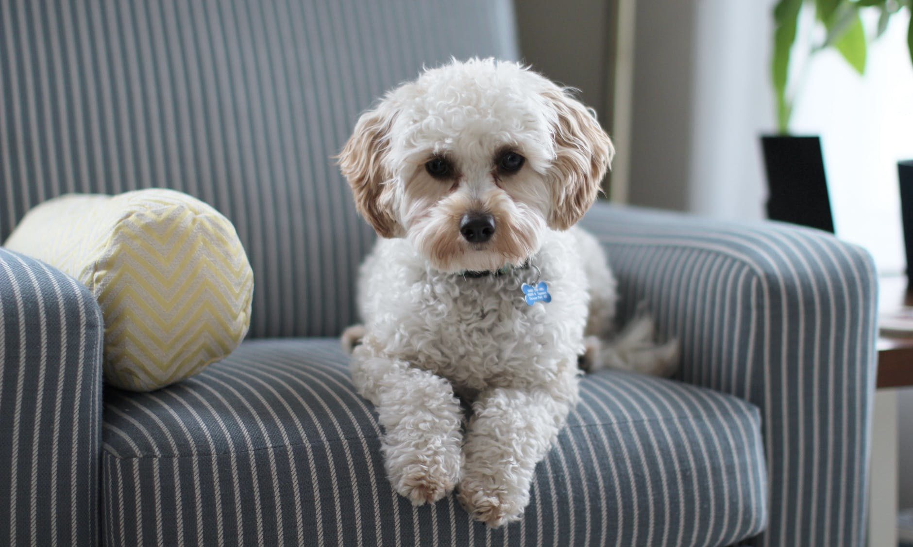 Pet food company to hold mental health awareness event