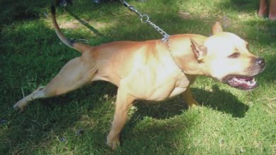 MPs launch inquiry into Dangerous Dogs Act