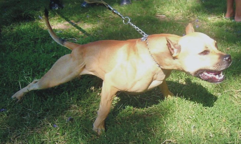 MPs launch inquiry into Dangerous Dogs Act