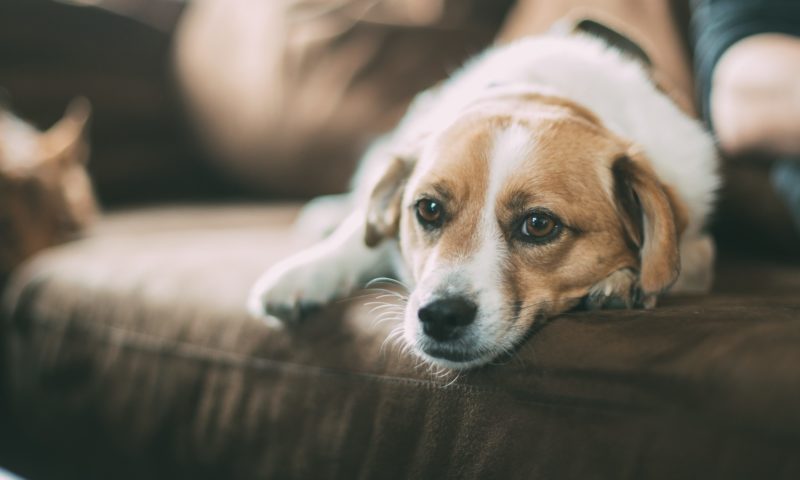 NOAH launches campaign to promote pet ownership for renters