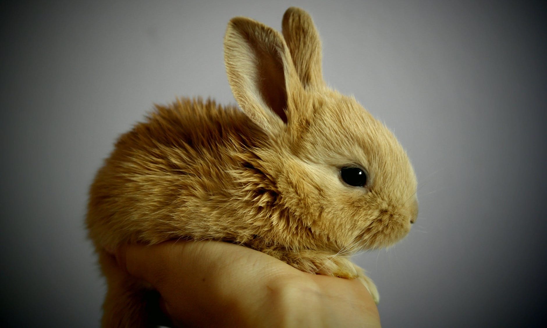 Handling rabbits could affect their welfare according to new research