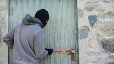 Dog theft sees sharp rise