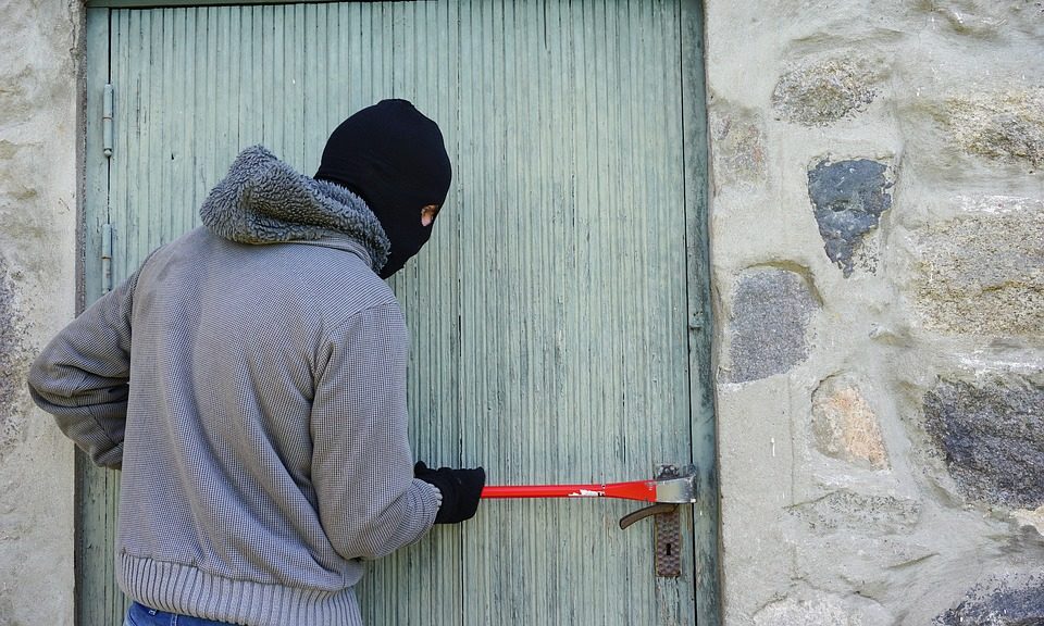 Dog theft sees sharp rise