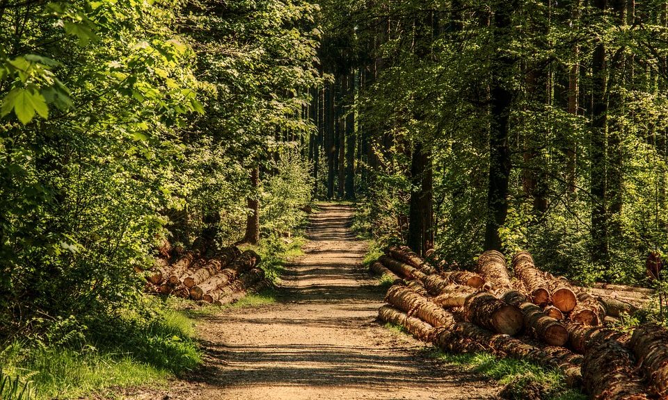 Owner warns of Alabama Rot as dog dies