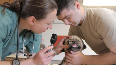 Brexit threatens capacity of Welsh veterinary workforce, warns BVA