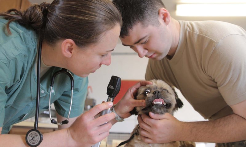 Brexit threatens capacity of Welsh veterinary workforce, warns BVA