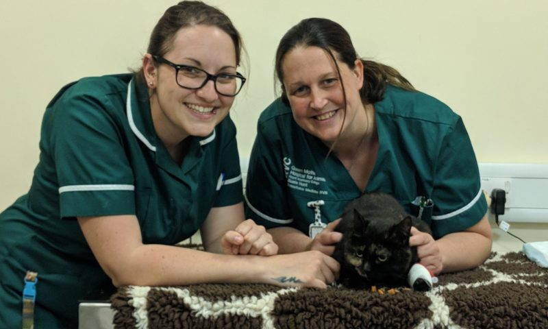 RVC to celebrate animal blood donors on World Blood Donor Day