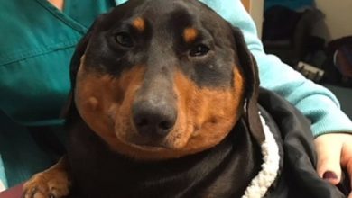 Vets treat sausage dog whose injury caused him to ‘blow up like a balloon’