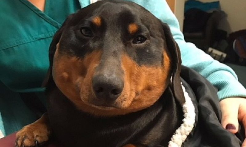 Vets treat sausage dog whose injury caused him to ‘blow up like a balloon’