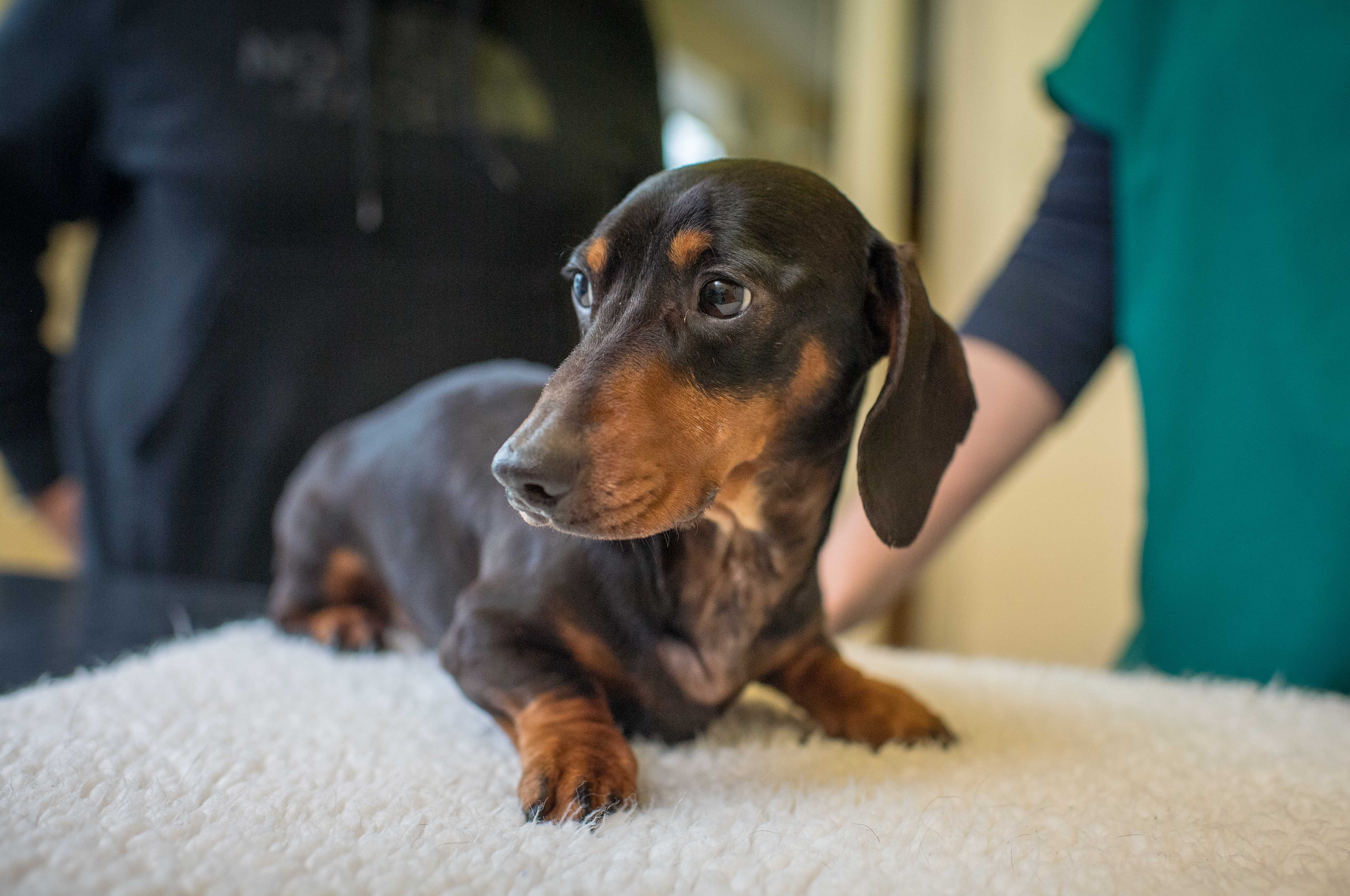 Vets treat sausage dog whose injury caused him to &#039;blow up like a balloon&#039;