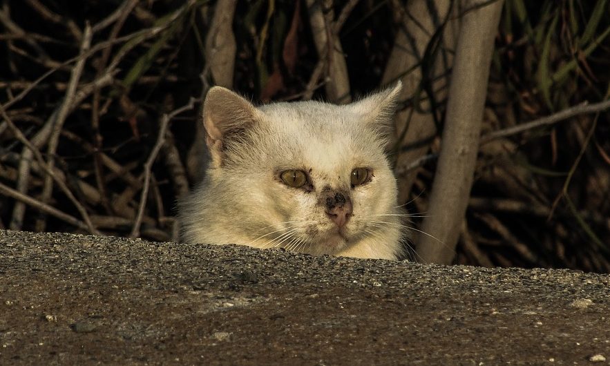 Cat sanctuary appeals for help after lightning strikes