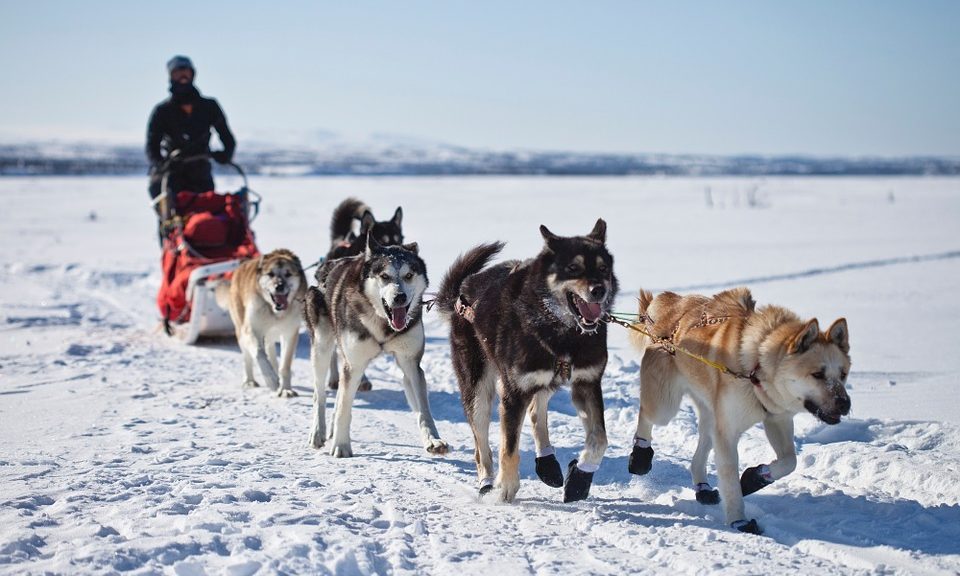 Chudley’s launches new specialist food for working dogs