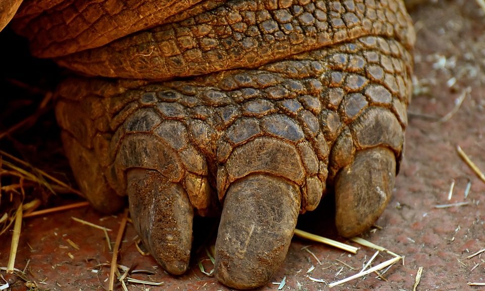 Tortoise heat lamp catches fire leaving two families homeless