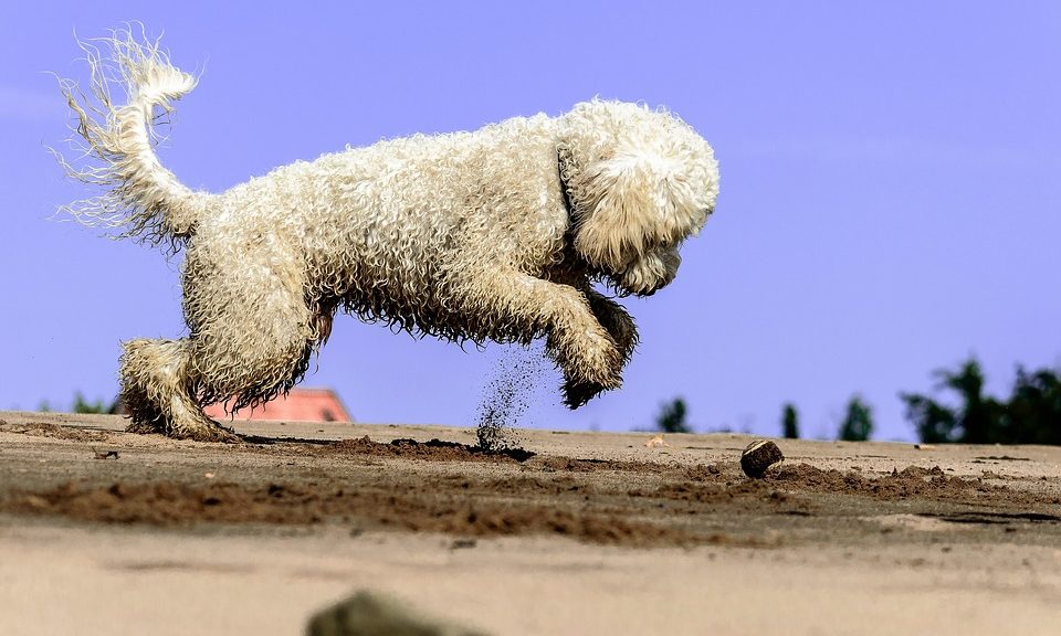 Dog owners face £75 fine as beach walkers banned