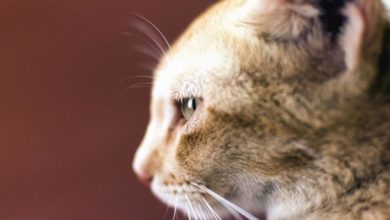 New pet social media app allows businesses to connect directly with owners
