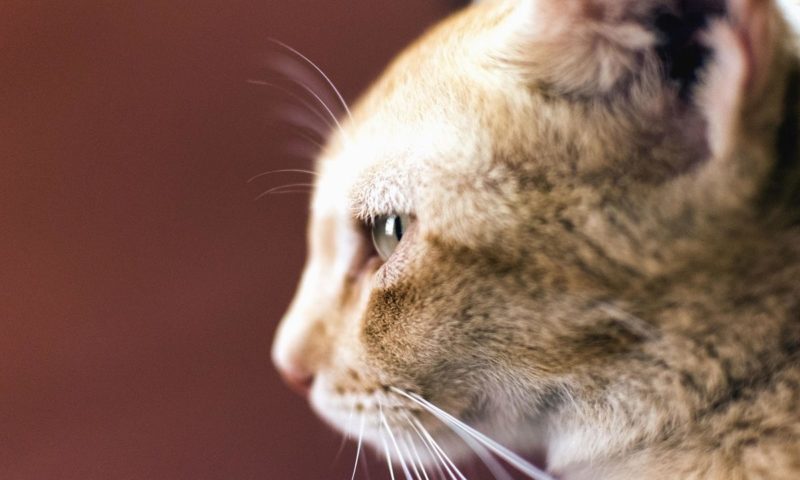 New pet social media app allows businesses to connect directly with owners