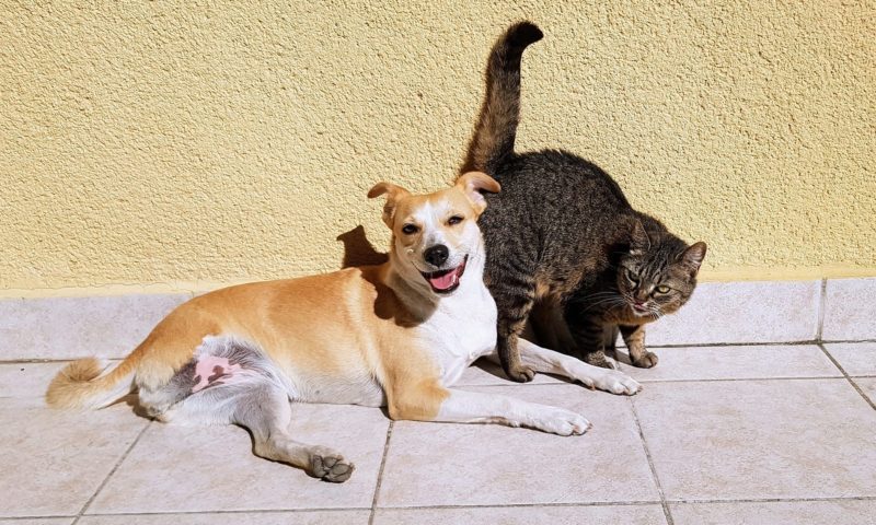 Just for Pets unveils rebrand as it looks to reengage with pet owners