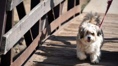 Independent pet businesses nominated for national business award