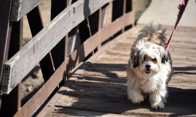 Independent pet businesses nominated for national business award