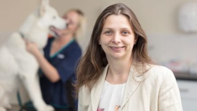 Vets Now’s clinical director appointed RCVS president