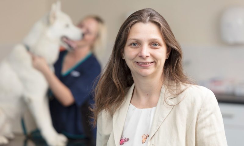 Vets Now’s clinical director appointed RCVS president