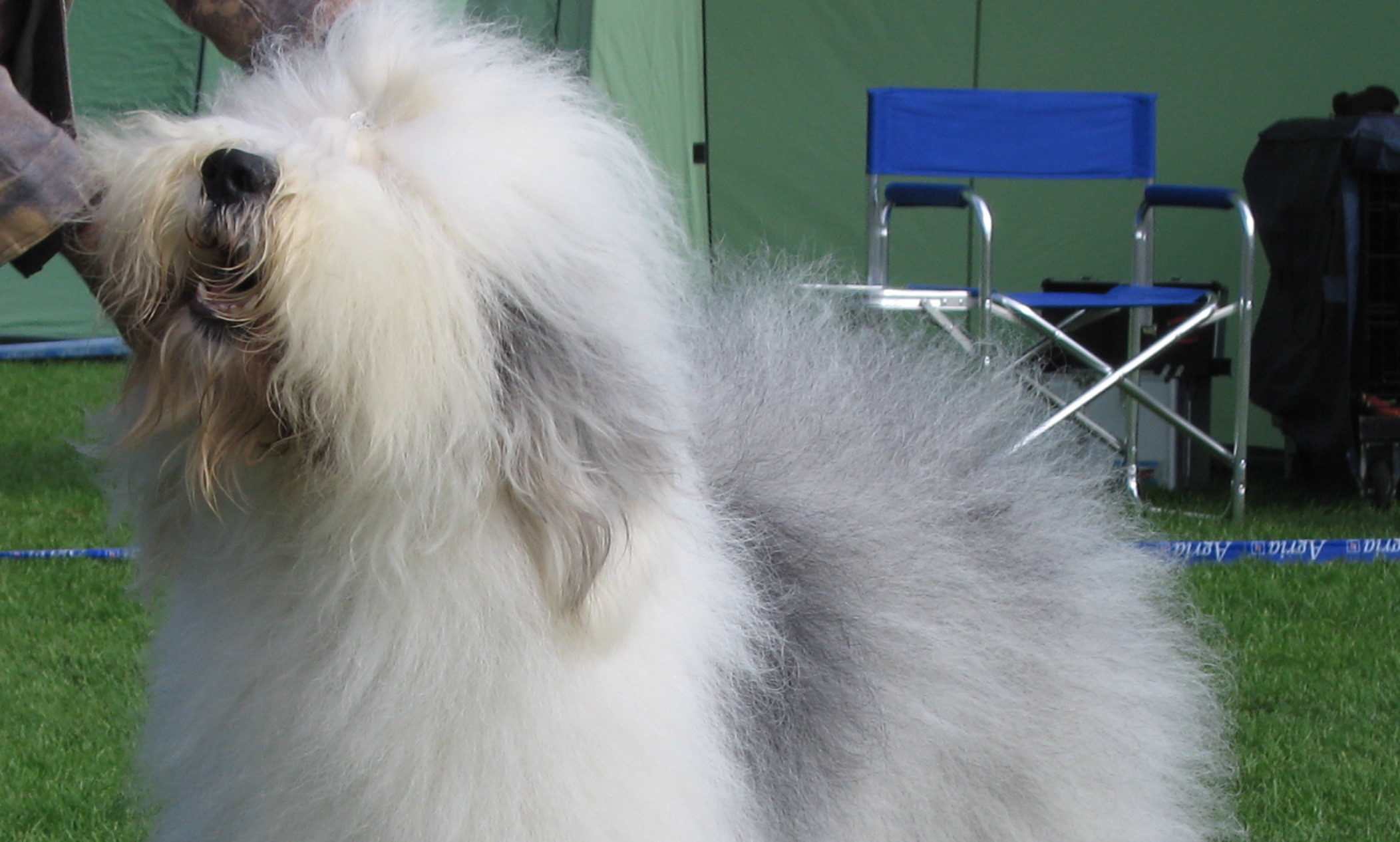 The impact of ‘star pets’ on animal welfare