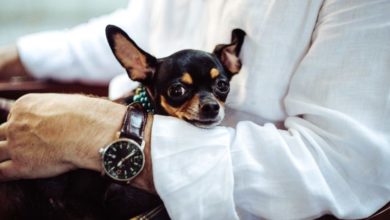 Pet Trade News