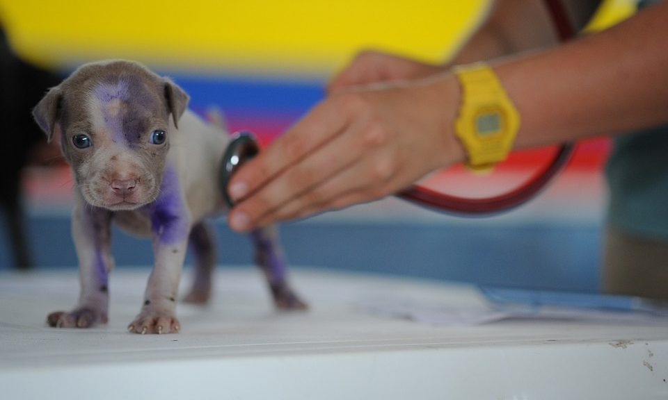 Former zookeeper appointed practice manager at vet practice