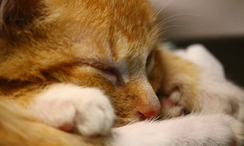 Luton-based manufacturer rewarded for humane animal products