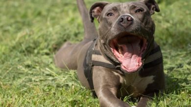 Pet Trade News