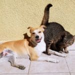 Doubtless Pet Care unveils global health and insurance platform
