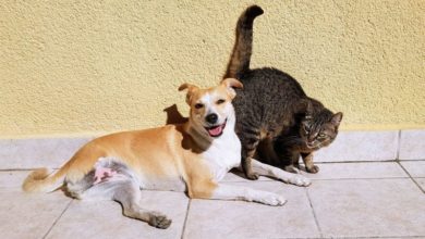 Government refuses to reclassify pet theft law