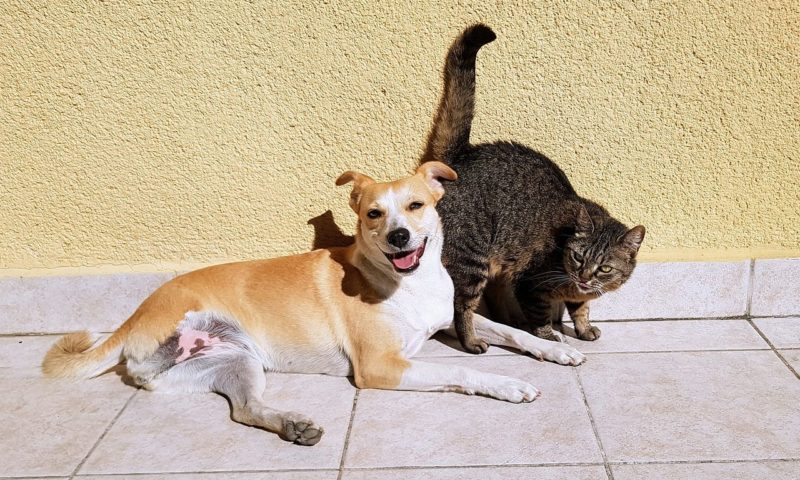 Government refuses to reclassify pet theft law