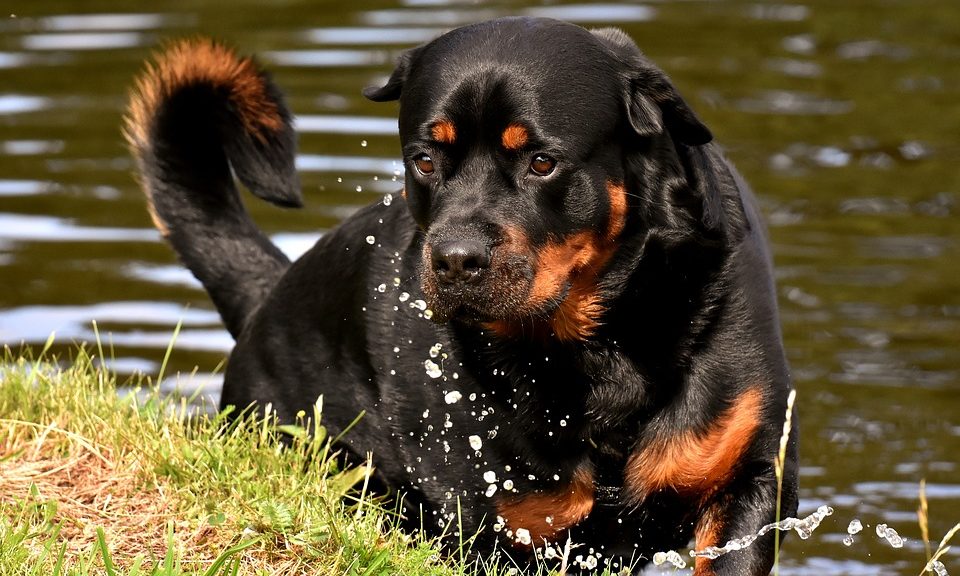 BVA warns of toxic blue-green algae