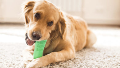 Kickstarter campaign launches for DIY dog toothbrush