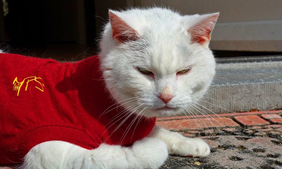 Global pet wearables market to surpass valuation of $3.5m