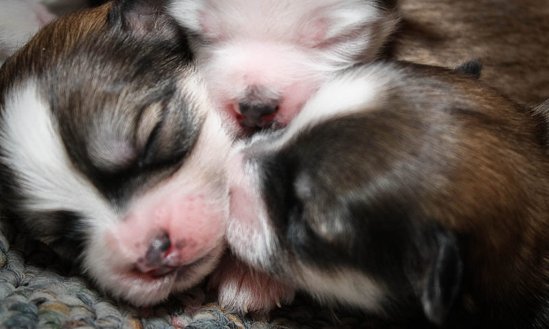 RCVS orders vet convicted of illegally importing puppies to be struck off