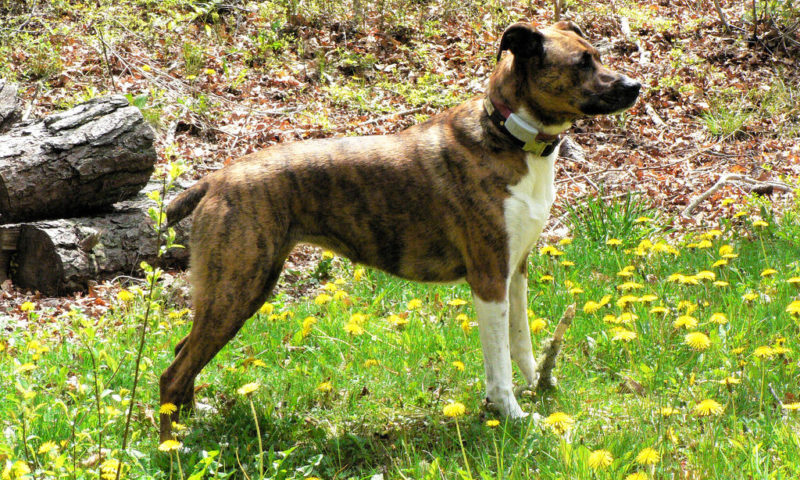 Electric shock collars for pets to be banned