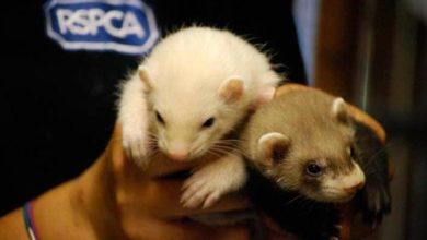 RSPCA given official warning for ‘mismanagement’