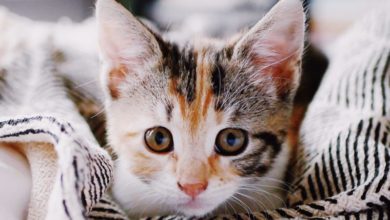 Hill’s Pet Nutrition crowns its Kitten of the Year