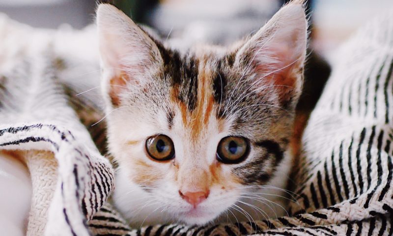 Hill’s Pet Nutrition crowns its Kitten of the Year