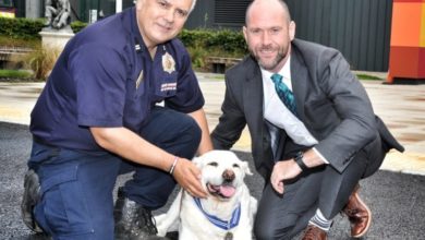 Manchester hero hounds recognised with ‘animal OBE’