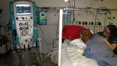 RVC makes breakthrough in treatment of Alabama rot