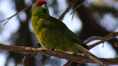 Avian: Kakarikis as pets and aviary birds