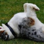 US dog toy brand BARK launches collection with Crufts