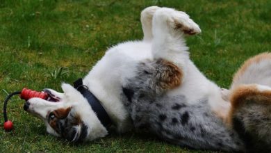 Playtime regulation