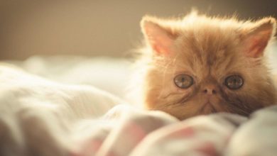 BVA urges owners to avoid “suffering” pedigree cats