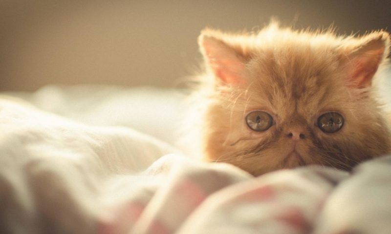 BVA urges owners to avoid “suffering” pedigree cats