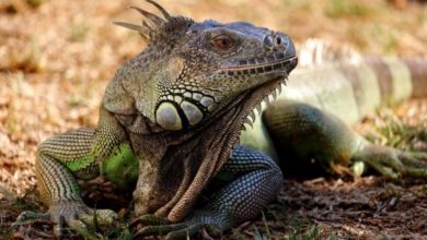 Reptile: Shade dwellers